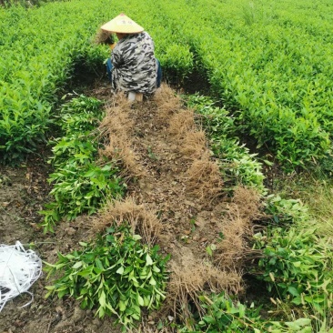 茶苗产地直供！苗好，粗壮根系发达，成活率高，欢迎新老顾客