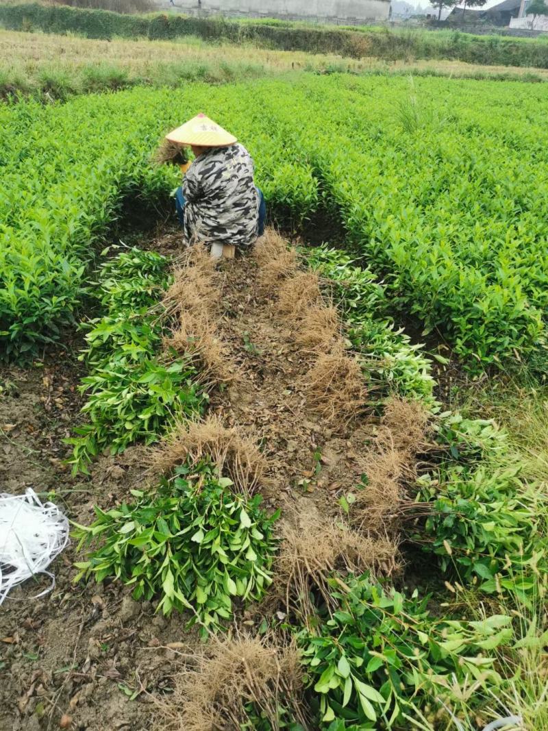 茶苗产地直供！苗好，粗壮根系发达，成活率高，欢迎新老顾客