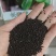 长春花种子天天开花籽四季播种