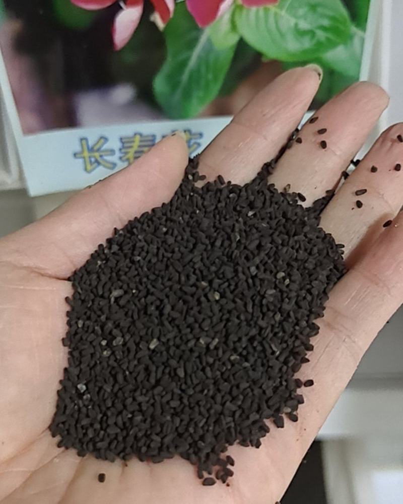 长春花种子天天开花籽四季播种