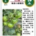 种苗蔬菜苗西红柿苗草莓西红柿苗嘎啦果黄金比