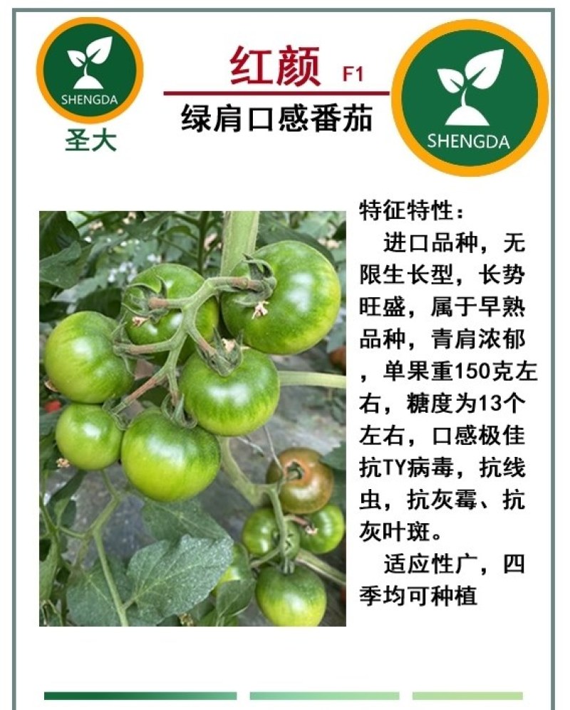 种苗蔬菜苗西红柿苗草莓西红柿苗嘎啦果黄金比