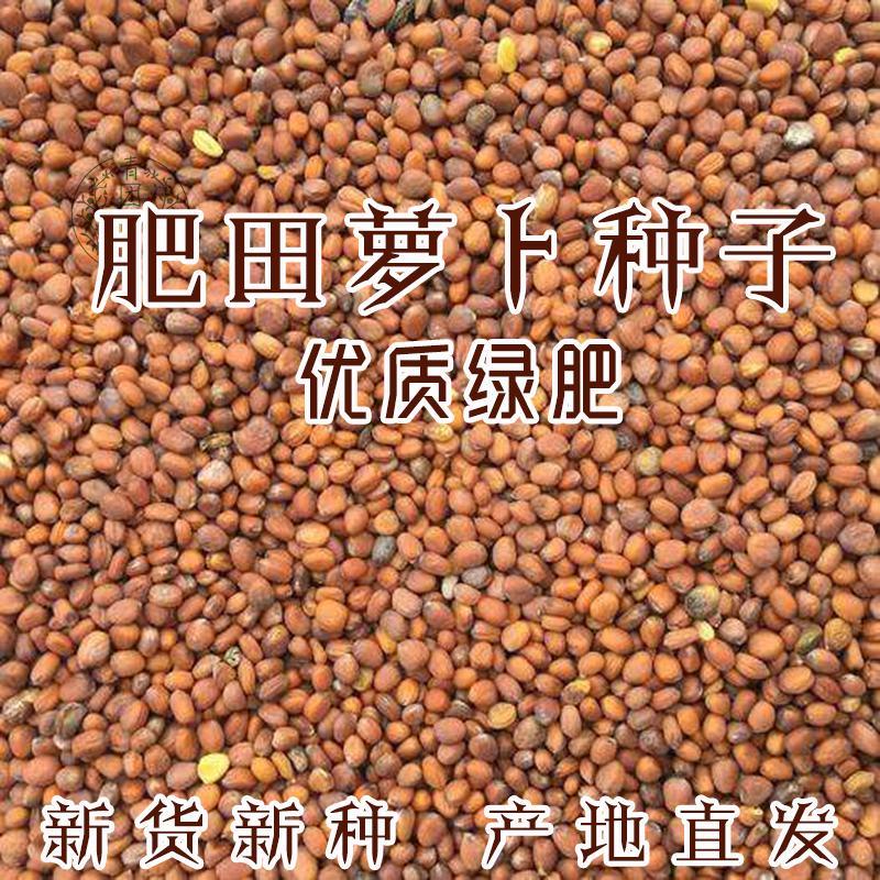 肥田萝卜种子