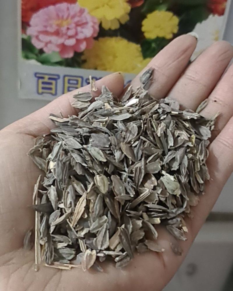 百日草花种籽子七彩重瓣百日草花种子四季开花百日菊花籽庭院