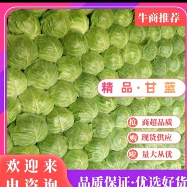 【精品】湖北圆包菜甘蓝，大量有货欢迎新老客户合作