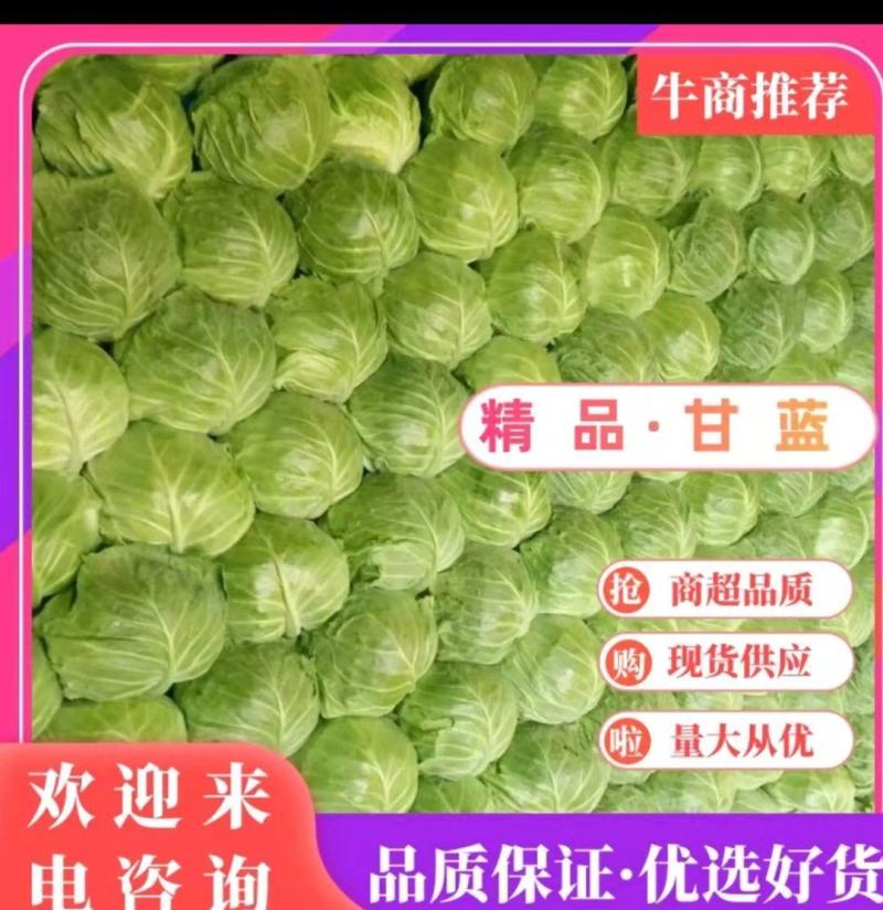 【精品】湖北圆包菜甘蓝，大量有货欢迎新老客户合作