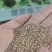 紫花地丁种子多年生花种籽子野堇菜花籽四季易活地被覆绿耐寒