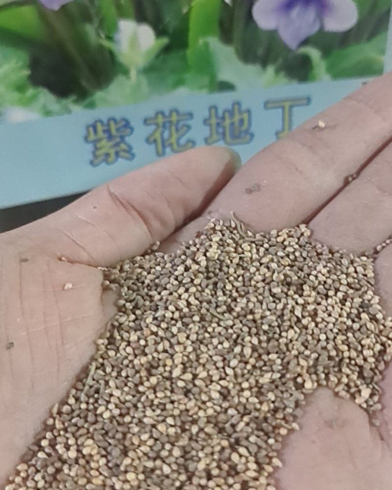 紫花地丁种子多年生花种籽子野堇菜花籽四季易活地被覆绿耐寒