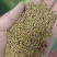 进口紫花苜蓿种子苜蓿草牧草种子南方北方多年生耐寒牛羊兔牧