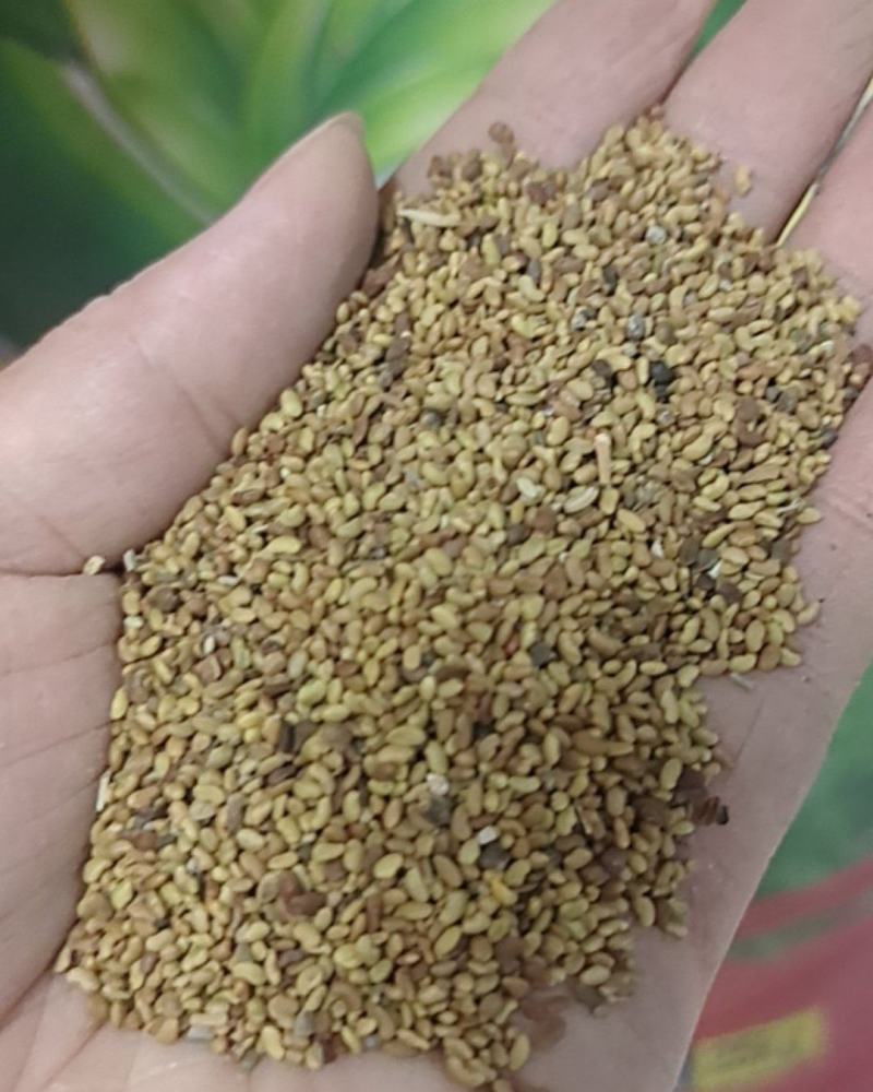 进口紫花苜蓿种子苜蓿草牧草种子南方北方多年生耐寒牛羊兔牧