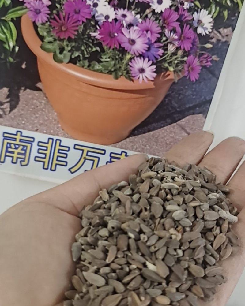 南非万寿菊花种子庭院阳台播种易活盆栽花卉植物非洲菊花籽矮