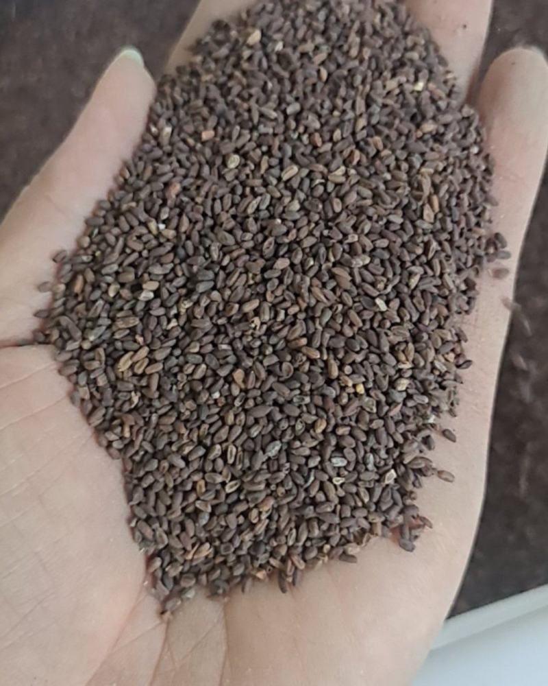 蓝香芥种子油菜花籽花海四季种易活耐寒景观花种子籽开花不断