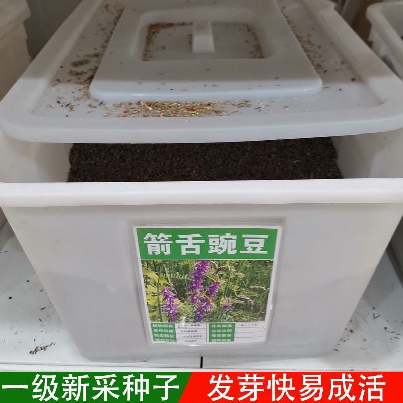 箭舌豌豆种子绿肥牧草果园蜜源种子量大优惠
