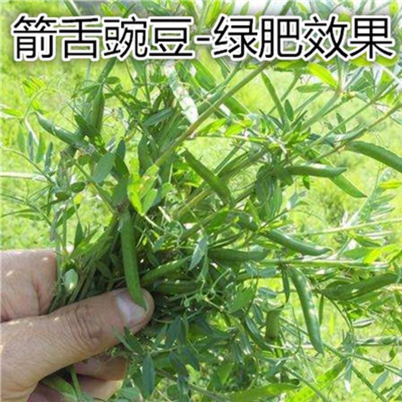 箭舌豌豆种子绿肥牧草果园蜜源种子量大优惠