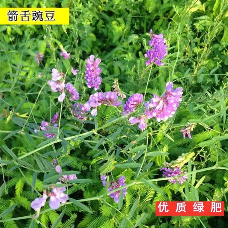 箭舌豌豆种子绿肥牧草果园蜜源种子量大优惠