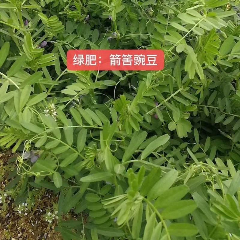 箭舌豌豆种子绿肥牧草果园蜜源种子量大优惠