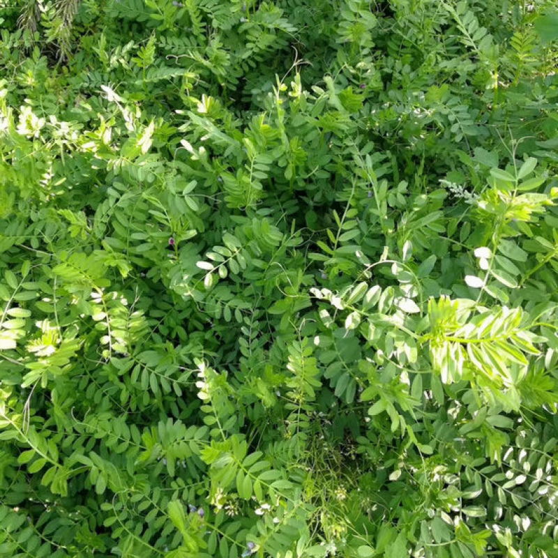 箭舌豌豆种子绿肥牧草果园蜜源种子量大优惠