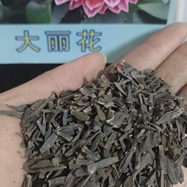 大丽菊花地瓜花大丽花种球庭院种植盆栽植物球根花卉阳台种植