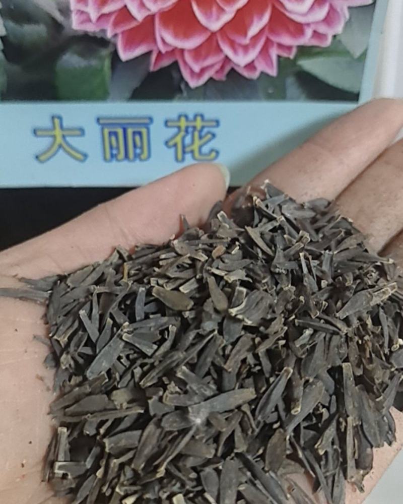 大丽菊花地瓜花大丽花种球庭院种植盆栽植物球根花卉阳台种植
