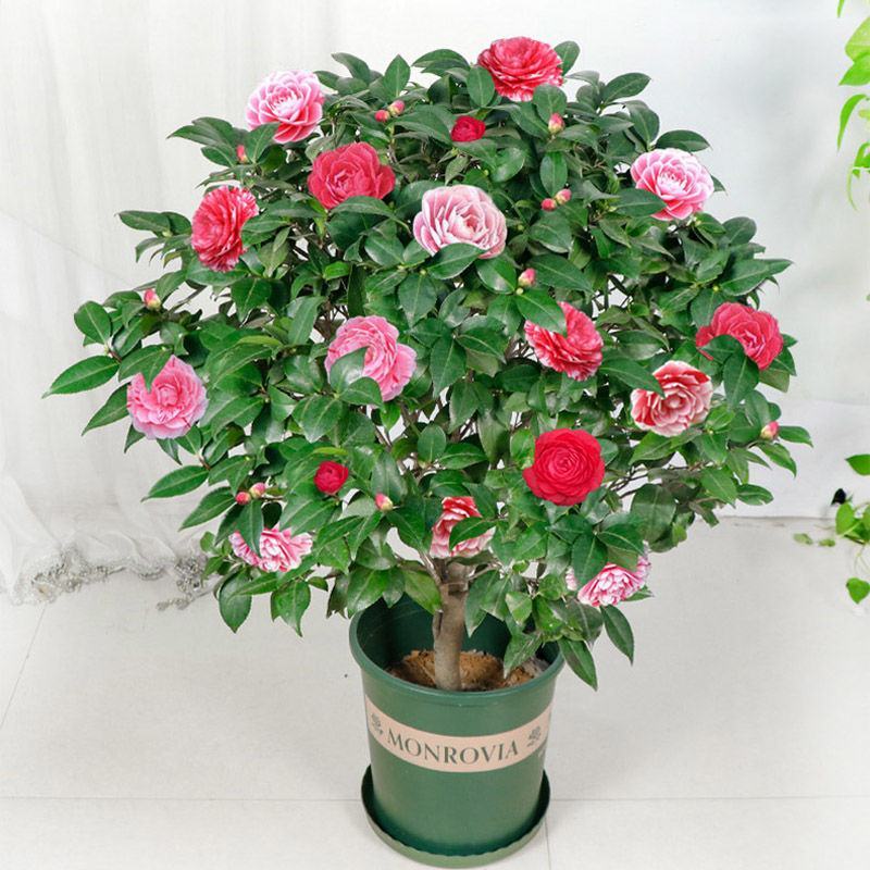 茶花五色赤丹茶花香妃四季开花不断大花浓香型耐寒