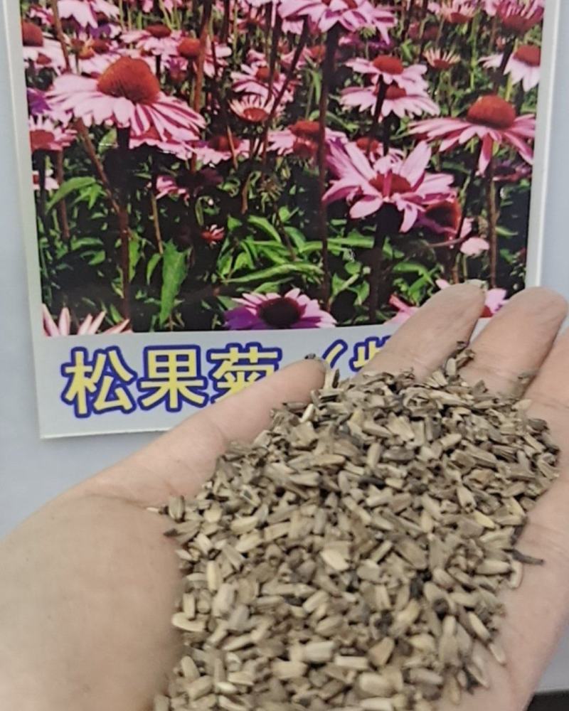 紫松果菊种子草原松果菊种子紫锥花景观花卉花海种子多