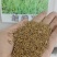 进口草坪种子日本结缕草草籽细叶结缕草种子沟叶结缕草