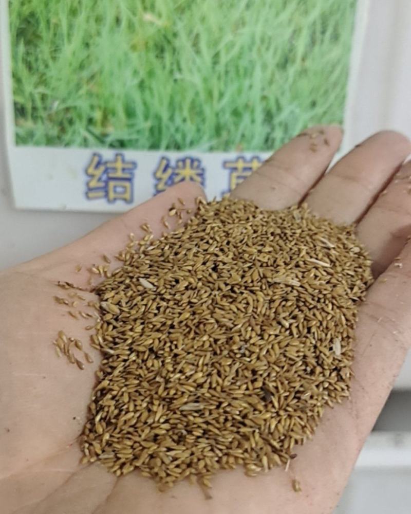 进口草坪种子日本结缕草草籽细叶结缕草种子沟叶结缕草