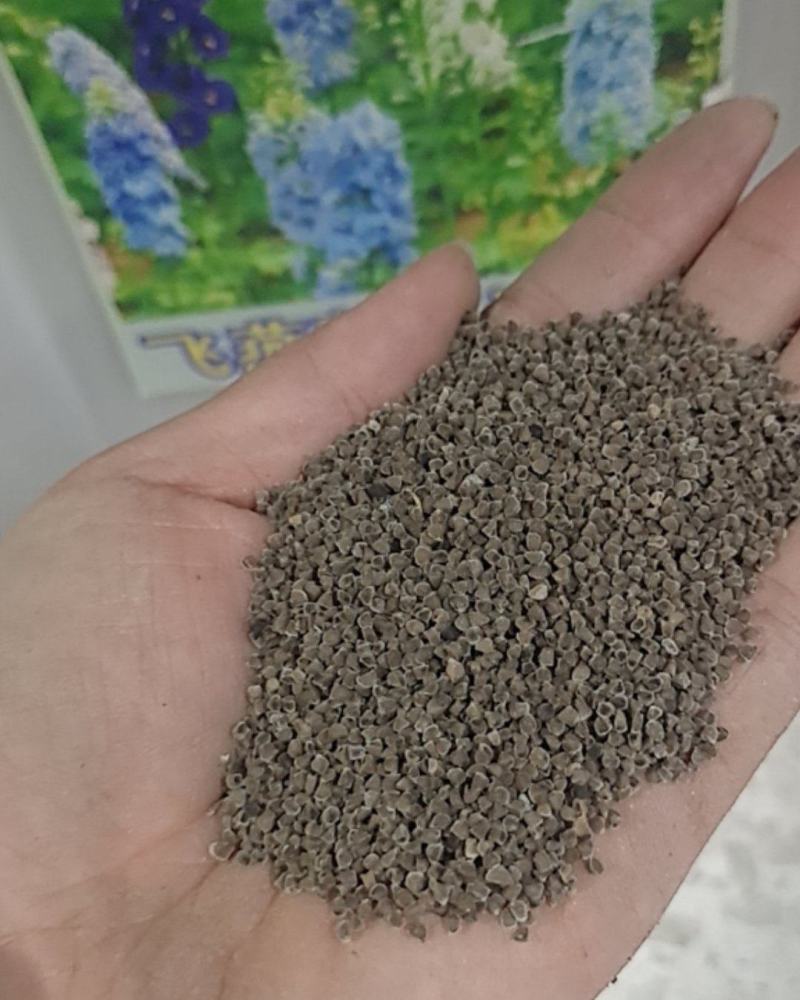 飞燕草花种子庭院室外四季种易活花种籽阳台盆栽耐寒绿化