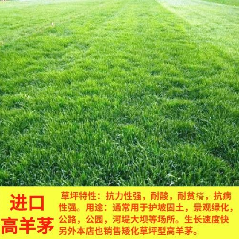 高羊茅草籽进口耐践踏庭院绿化护坡草坪种子四季青草坪