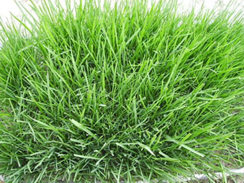 高羊茅草籽进口耐践踏庭院绿化护坡草坪种子四季青草坪