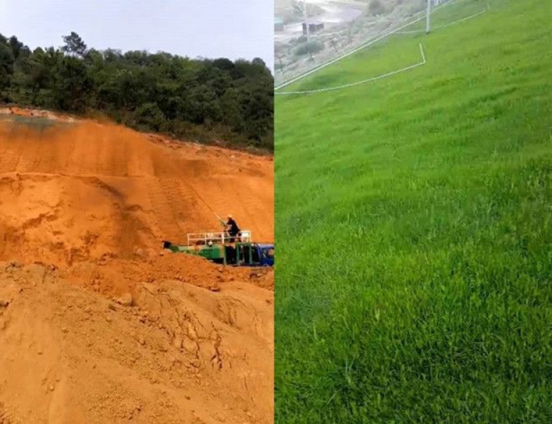 高羊茅草籽进口耐践踏庭院绿化护坡草坪种子四季青草坪