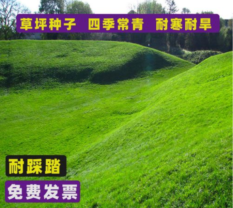 高羊茅草籽进口耐践踏庭院绿化护坡草坪种子四季青草坪