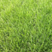 高羊茅草籽进口耐践踏庭院绿化护坡草坪种子四季青草坪