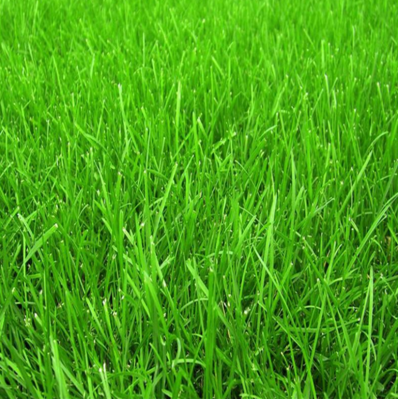 高羊茅草籽进口耐践踏庭院绿化护坡草坪种子四季青草坪