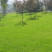 高羊茅草籽进口耐践踏庭院绿化护坡草坪种子四季青草坪