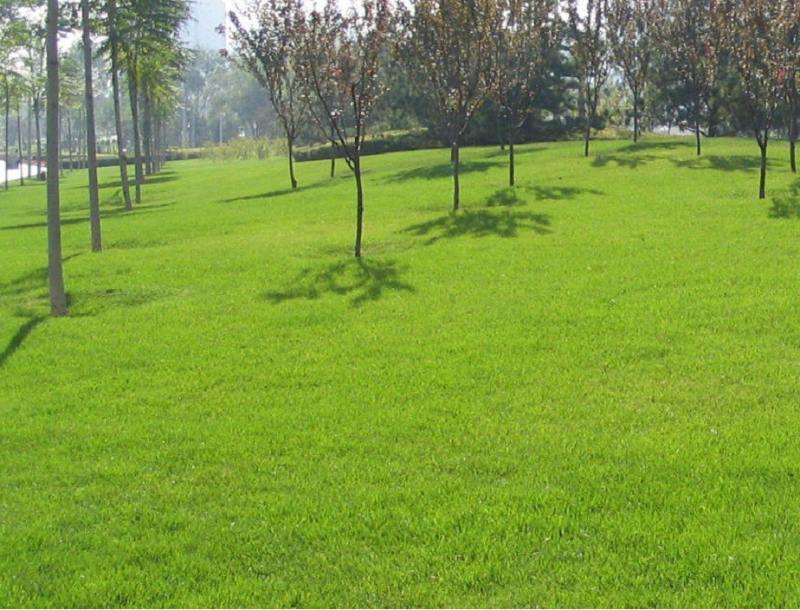 高羊茅草籽进口耐践踏庭院绿化护坡草坪种子四季青草坪