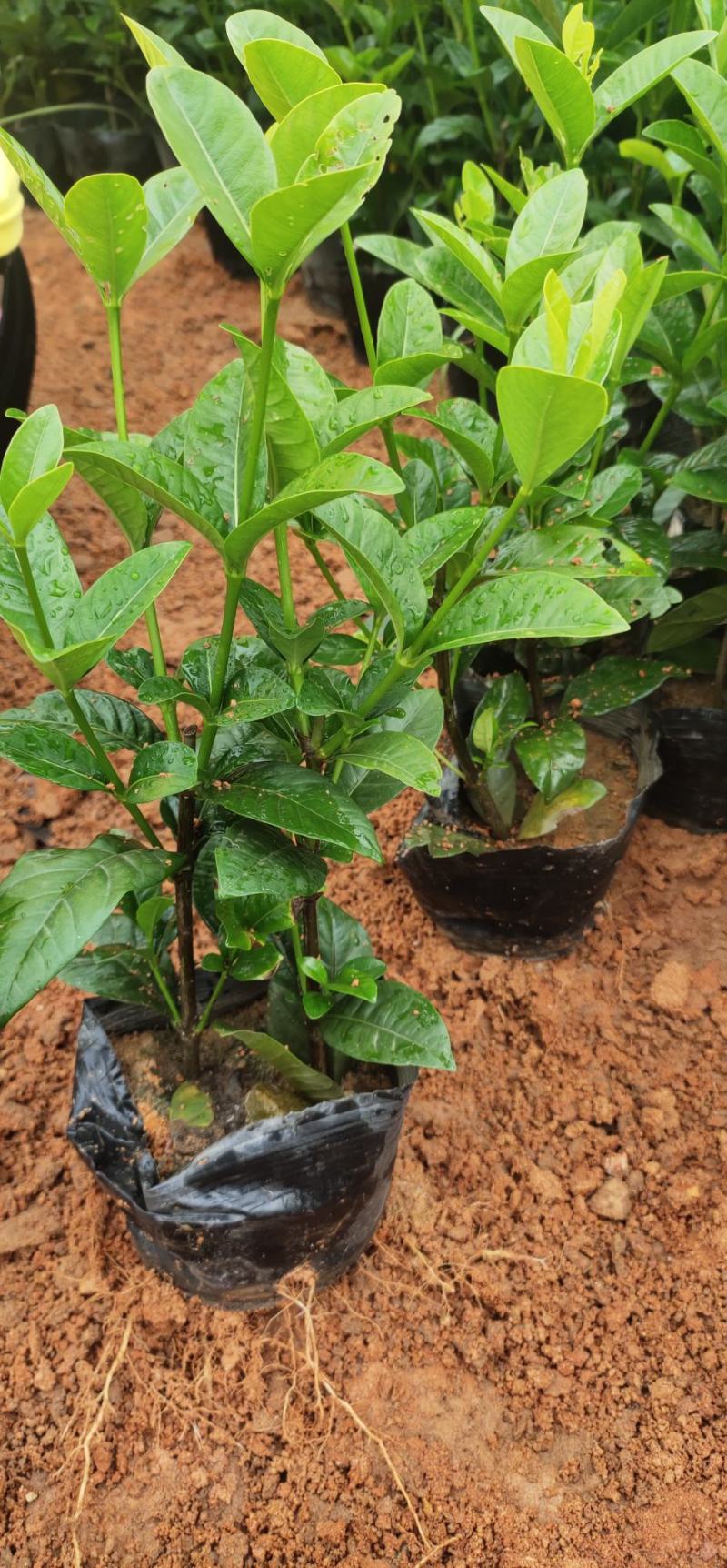 (栀子花)20一25高，冠幅好，广东专业苗圃基地直销，