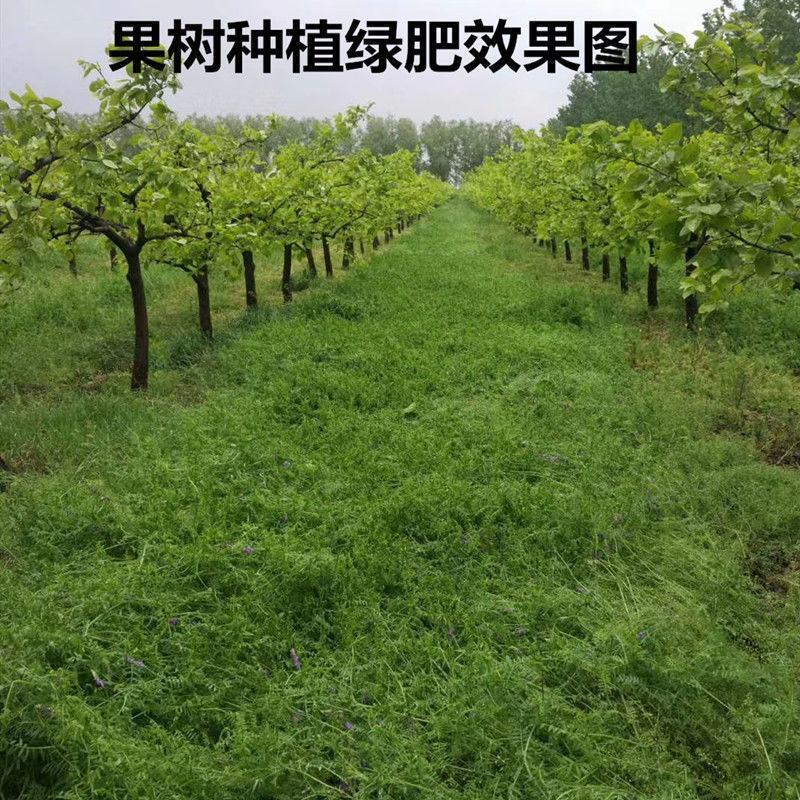 毛苕子种子绿肥果园绿肥蜜源种子牧草护坡量大优惠价格