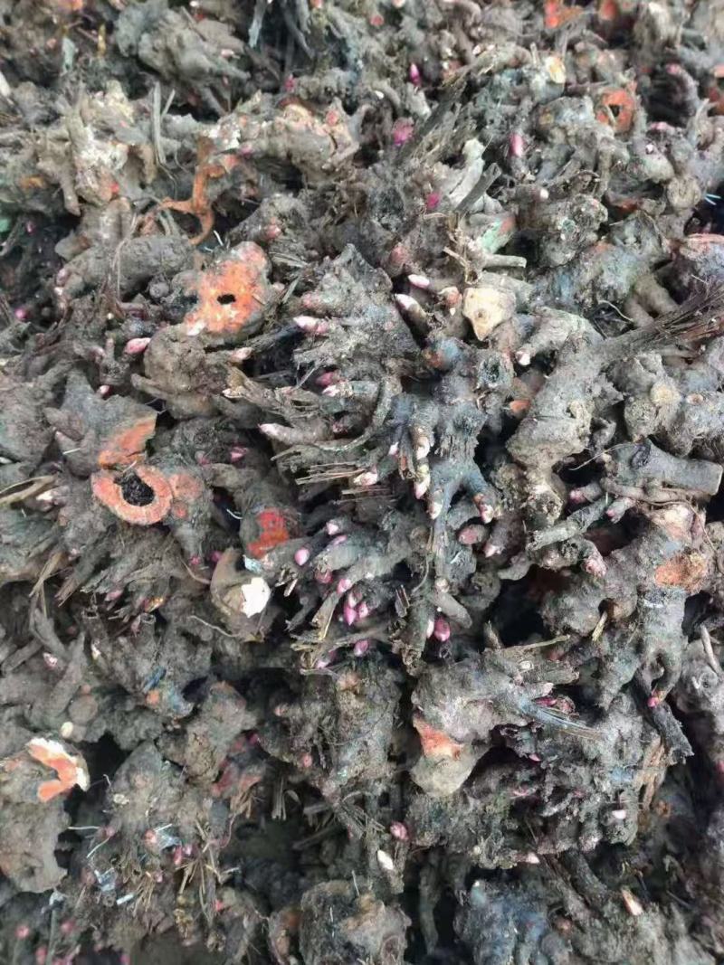 白芍种苗，成活率百分之九十七提供技术管理包回收！