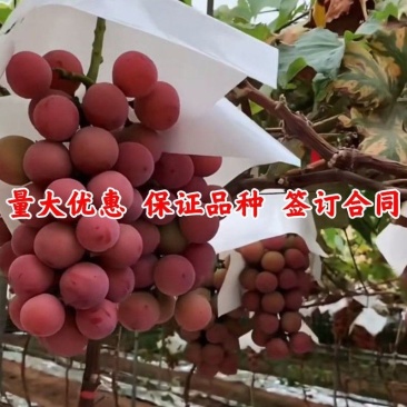 新品种妮娜皇后葡萄苗包成活率包品种一颗也签合同