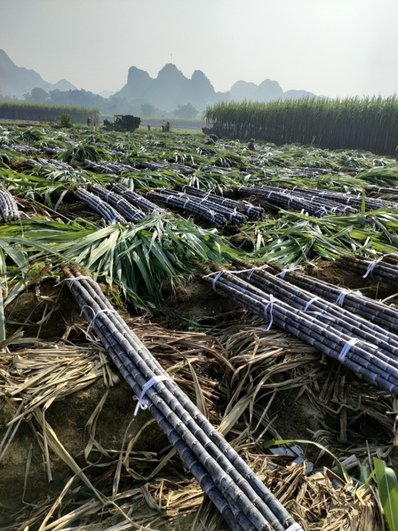 广西黑皮甘蔗产地直供质量保证诚信经营。免费提供回头车
