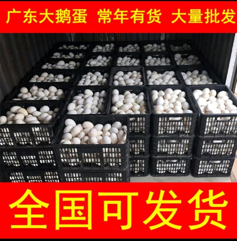 广东鲜鹅蛋基地发货干净漂亮！商品鹅蛋大量供应！