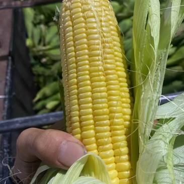 黄玉米