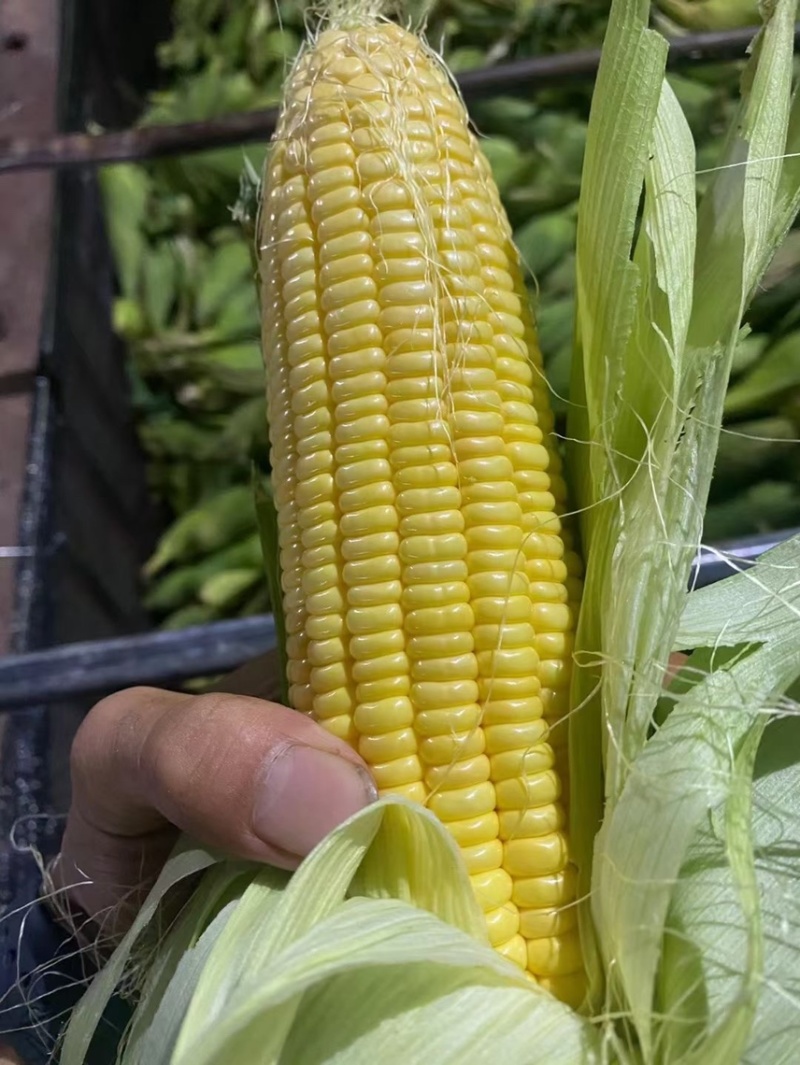 黄玉米