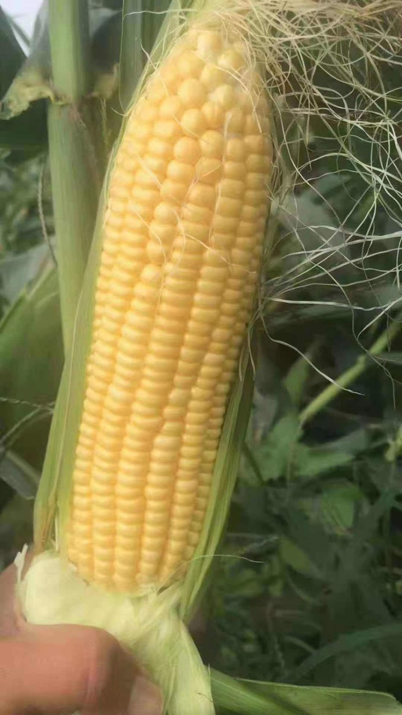 黄玉米