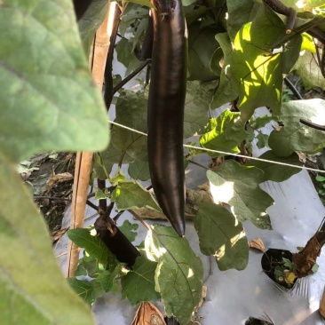 紫茄子大量上市中