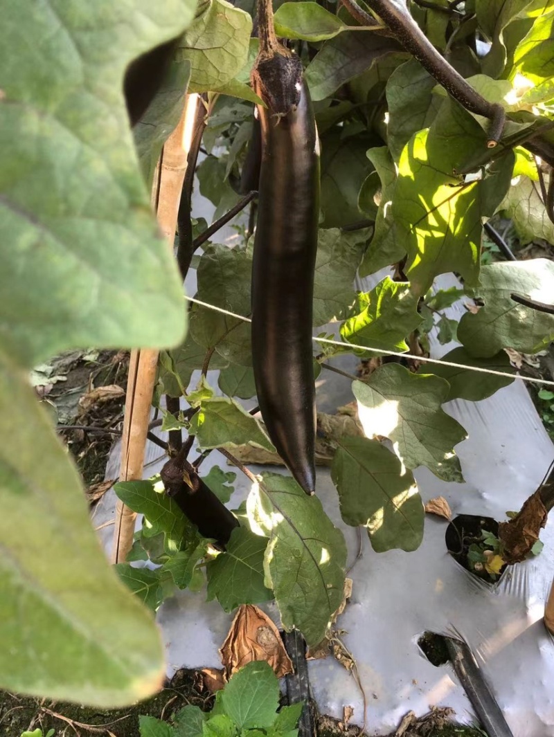 紫茄子大量上市中