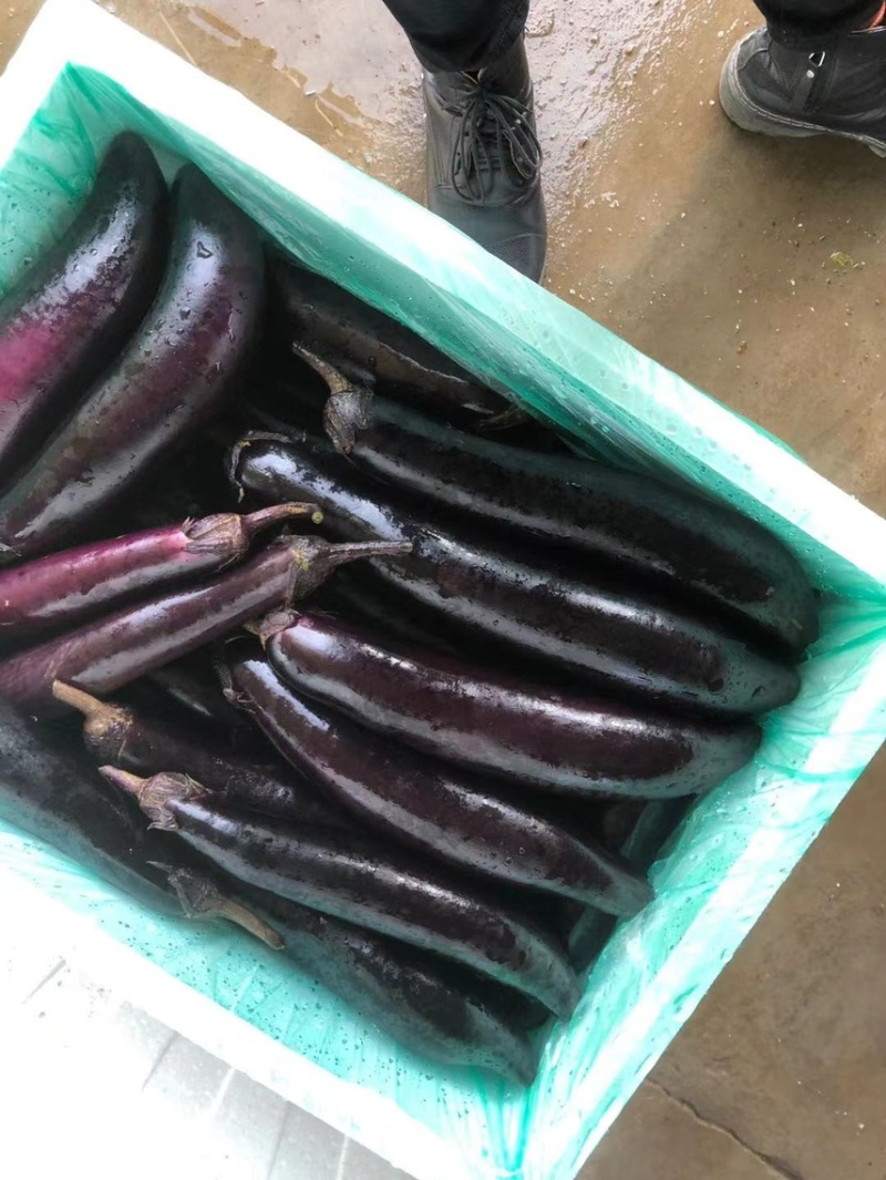 紫茄子大量上市中