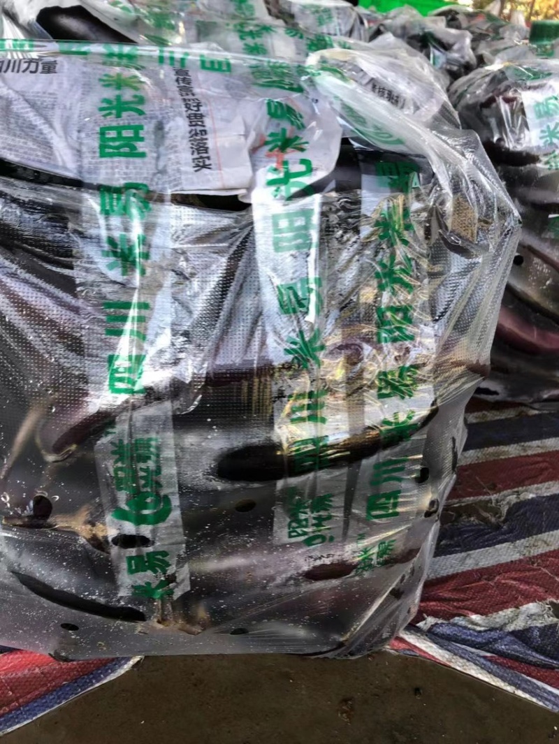 紫茄子大量上市中