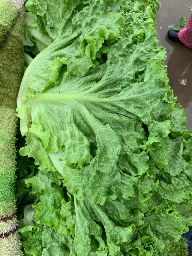 精品生菜万亩叶菜产地质量保证货源充足颜色好